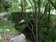 Petit pont dans la forêt