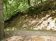 Dans la forêt domaniale